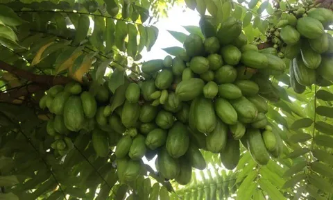 Loại quả mọc bờ rào xưa rụng đầy gốc, nay thành đặc sản được ưa chuộng giá 160.000 đ/kg, trồng một lần thu hoạch nhiều năm