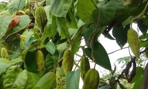 Loại quả mọc bờ rào xưa rụng đầy, nay thành đặc sản ở thành phố giá 50.000 đ/kg, trồng một lần thu hoạch nhiều năm