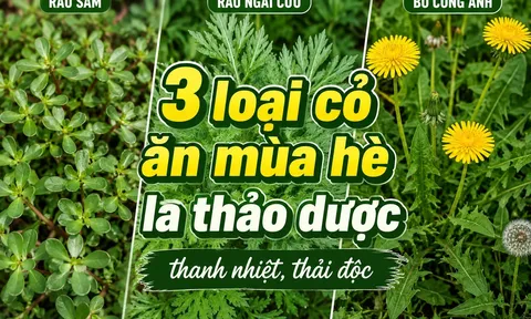 3 loại cỏ ăn mùa hè là thảo dược thanh nhiệt, thải độc