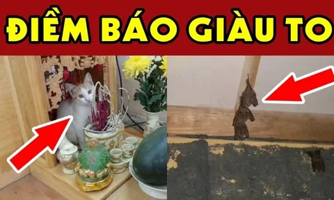 4 con vật vào nhà mang tới may mắn giàu có cho gia đình bạn: Đừng dại đuổi đi