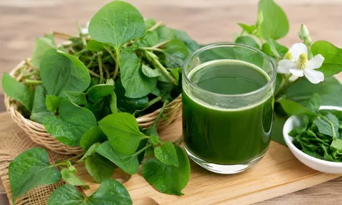 Cách dùng rau diếp cá hỗ trợ thải độc gan: Dùng đúng mới phát huy tác dụng