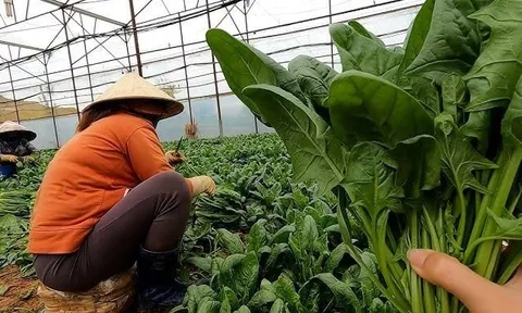 Loại rau nhiều sắt hơn thịt bò, là "vũ khí" ngừa ung thư