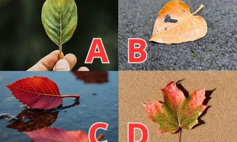 Trắc nghiệm: Còn bao lâu nữa em bé sẽ đến với vợ chồng bạn? Chọn một chiếc lá sẽ biết ngay