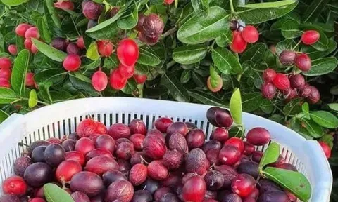 Loại quả xưa chín rụng không ai ngó ngàng, nay thành đặc sản giải nhiệt mùa hè nổi tiếng, dân thành phố ưa chuộng