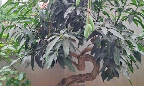 Cây ăn quả ở quê "lên chậu" thành bonsai đẹp lạ, có cây giá vài chục triệu đồng, mang nhiều ý nghĩa phong thủy
