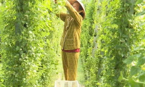 Nghề lạ ở Việt Nam: Cây mọc hàng rào mang về trồng 15 ngày là thu hoạch, thành đặc sản nổi tiếng, dân hái bán quanh năm