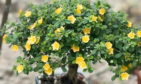 Cây dại mọc bờ ruộng nay đổi đời thành bonsai tiền triệu, được săn lùng vì dáng thế đẹp mắt