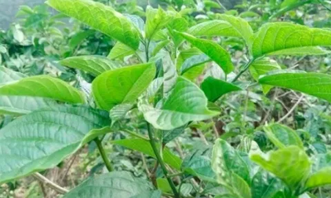 Cây mọc bờ rào vị đắng ngắt, nay thành món ăn đặc sản có hương vị đặc biệt dân thành phố thích mê, 70.000 đ/kg