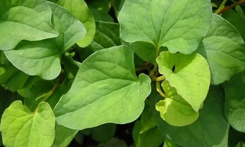 3 loại rau siêu dưỡng gan, giá rẻ chưa đến 10 nghìn/bó