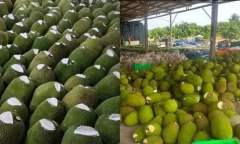 Vì sao nhiều người bán cắt một phần đầu quả mít rồi bôi chất trắng lên? Sự thật không phải ai cũng biết