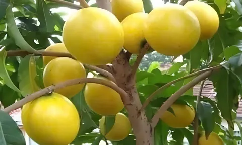Loại quả xưa không ai biết đến, nay thành đặc sản 80.000 đ/kg trồng một lần hái bán nhiều năm, dân thành phố thích mê