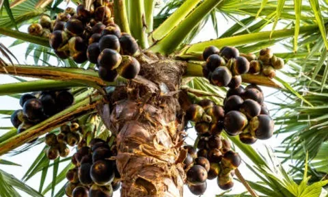 Loại quả xưa rụng đầy gốc, nay thành đặc sản được ưa chuộng giá 100.000 đ/kg, trồng một lần thu hoạch nhiều năm