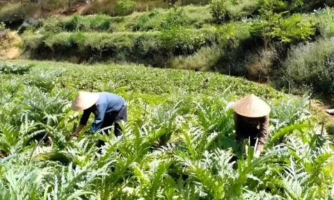 Nông dân đổi đời nhờ giống cây được ví “vàng xanh” ở miền núi, thu hoạch bán giá 800.000 đồng/kg vẫn hút khách