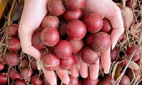 Loại quả xưa không ai biết đến, nay thành đặc sản lạ được săn lùng giá 130.000 đ/kg, trồng 2 năm cho thu hoạch