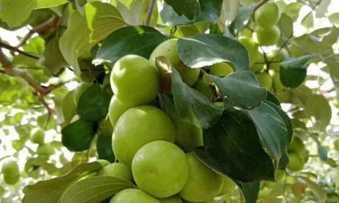 Loại quả mọc bờ rào xưa rụng đầy gốc, nay thành đặc sản được ưa chuộng giá 85.000 đ/kg, trồng một lần thu hoạch nhiều năm