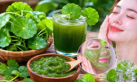 Cách dùng lá rau má hỗ trợ làm trắng da, mờ sạm nám: 4 cách dùng cần chú ý