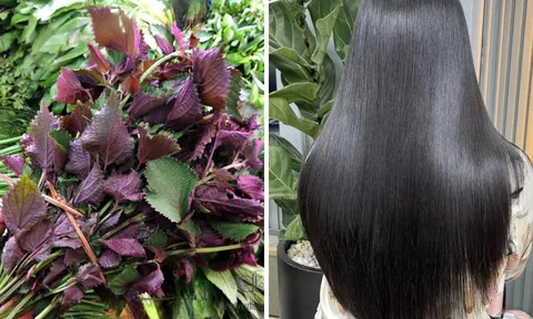 Cách gội đầu bằng nước lá tía tô ngăn rụng tóc, tóc con mọc gấp 3 lần