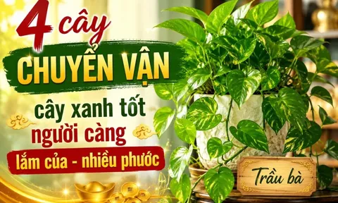 4 cây chuyển vận, cây xanh tốt người càng lắm của - nhiều phước