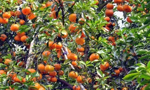 Loại quả xưa không ai ngó ngàng, nay thành đặc sản 65.000 đ/kg trồng một lần hái bán nhiều năm, người thành phố thích mê