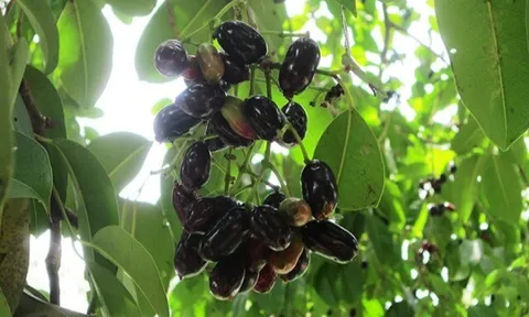 Loại quả xưa chín rụng đầy, nay thành đặc sản khoái khẩu ở thành phố giá 100.000 đ/kg, trồng một lần thu hoạch nhiều năm