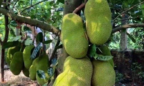 Loại quả mọc bờ rào xưa rụng đầy gốc, nay thành đặc sản ở thành phố giá 80.000 đ/kg, trồng một lần thu hoạch nhiều năm