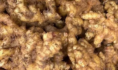 Cách bảo quản gừng để cả năm không thối, không ọp