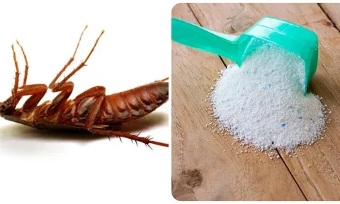 Cách đuổi gián chạy nhanh ra khỏi nhà không cần dùng hóa chất