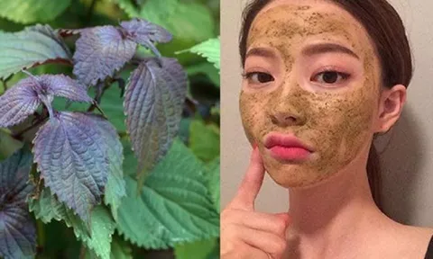 Cách trị thâm nám bằng lá tía tô đơn giản, dễ thực hiện tại nhà