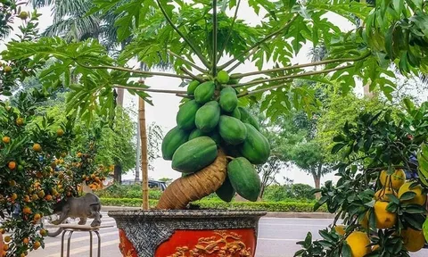 Vì sao đu đủ được xem là cây mang ý nghĩa “đủ đầy”? Có nên trồng trước nhà để hút tài lộc?