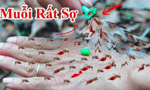 10 cách đuổi muỗi vào mùa hè hiệu quả, nhà sạch bóng không tiếng vo ve