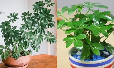 Người thuộc 2 mệnh này hợp trồng cây ngũ gia bì nhất