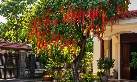Vì sao người xưa thích trồng cây lộc vừng trước nhà? Những lưu ý quan trọng khi trồng