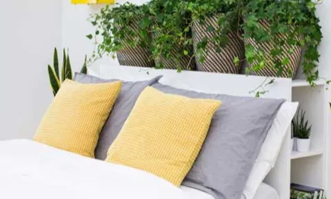 Ai cũng nên trồng cây này trong nhà giúp tỏa hương thơm và làm gia vị, tránh được tà khí, khi ngủ lại tốt cho sức khỏe