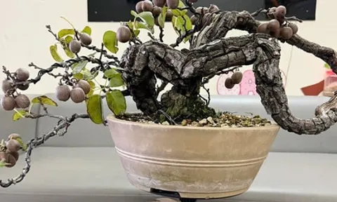 Cây ăn quả mang tên loài chim lạ, lên chậu thành siêu phẩm bonsai, có cây giá trăm triệu đồng nhờ ý nghĩa phong thủy