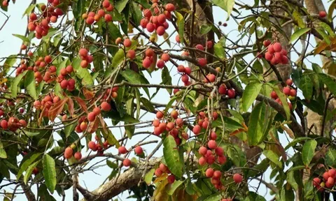 Loại quả xưa chín rụng đầy gốc, nay thành đặc sản mùa hè có vị chua ngọt hấp dẫn, dân thành phố ưa chuộng