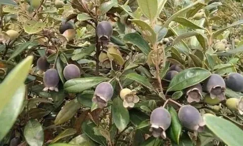 Loại quả xưa chín rụng đầy, nay thành đặc sản được ưa chuộng ở thành phố giá 150.000 đ/kg, trồng một lần thu hoạch nhiều năm