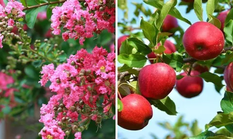 Các cụ dặn: "Trồng ba cây trước cửa nhà, gia đình sẽ thịnh vượng ba đời, hút lộc, chiêu tài sung túc, bình an"