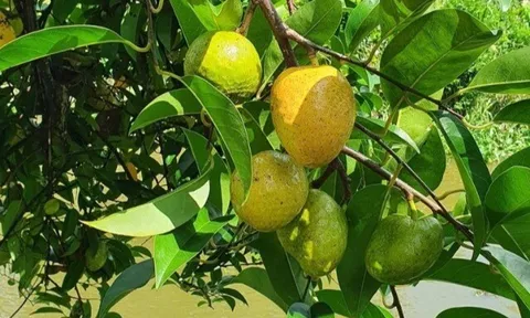 Loại quả mọc bờ rào xưa rụng đầy gốc, nay thành đặc sản ở thành phố giá 55.000 đ/kg, trồng một lần thu hoạch nhiều năm
