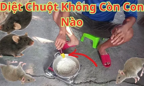 8 cách đuổi chuột ra khỏi nhà vĩnh viễn, đơn giản lại rẻ tiền, sạch bóng không còn con nào
