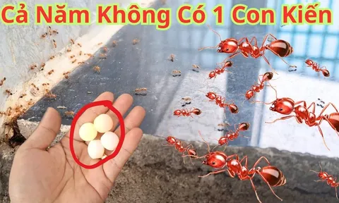 9 cách đuổi kiến khỏi nhà vĩnh viễn, cực dễ làm, rẻ tiền lại vô cùng hiệu quả