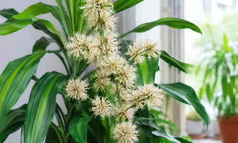Hiện tượng Thiết mộc lan nở hoa là điềm gì? Các gia đình trồng thiết mộc lan nên lưu ý