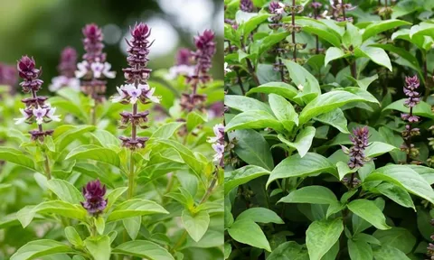 Vì sao nên trồng một bụi húng quế trong nhà? Nhiều người thu hái lợi ích bất ngờ