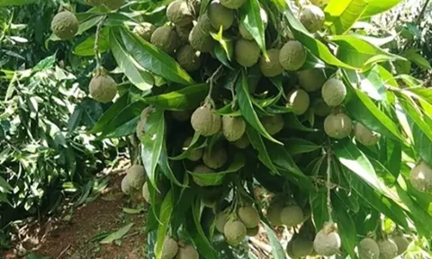 Loại quả xưa chín rụng đầy gốc, nay thành đặc sản ở thành phố giá 100.000 đ/kg, trồng một lần thu hoạch nhiều năm