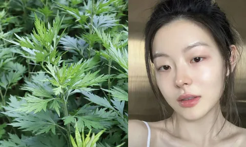 Cách dùng ngải cứu làm trắng da, giảm thâm nám hiệu quả