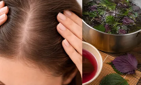 Cách gội đầu bằng nước lá tía tô hỗ trợ giúp da đầu sạch hơn, tóc bớt gãy rụng, mọc nhiều tóc mới