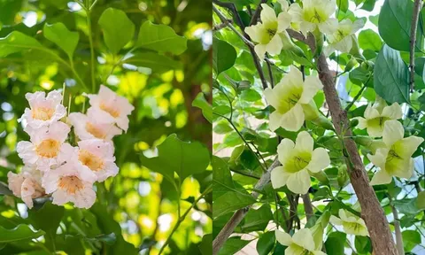 Hiện tượng cây hạnh phúc nở hoa mang ý nghĩa gì? 5 điều gia chủ nên biết khi trồng loại cây này