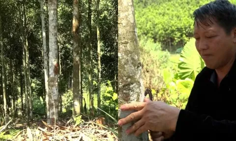 Từ vùng đất hoang sơ đến “thủ phủ tỷ phú quế”: Câu chuyện đổi đời của người Mông ở Mỏ Vàng