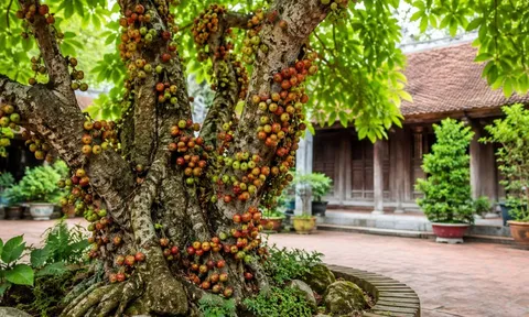 Vì sao nên trồng cây sung? Không chỉ để ngắm, loại cây này còn mang nhiều giá trị bất ngờ