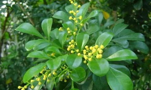 Vì sao người xưa thích trồng cây hoa ngâu trước nhà? Những lưu ý quan trọng cho người đang trồng hoa ngâu