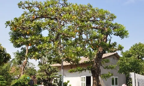 Cây ăn quả quen thuộc lên chậu thành bonsai, vừa lạ vừa có ý nghĩa phong thuỷ, có cây được định giá 5 tỷ đồng